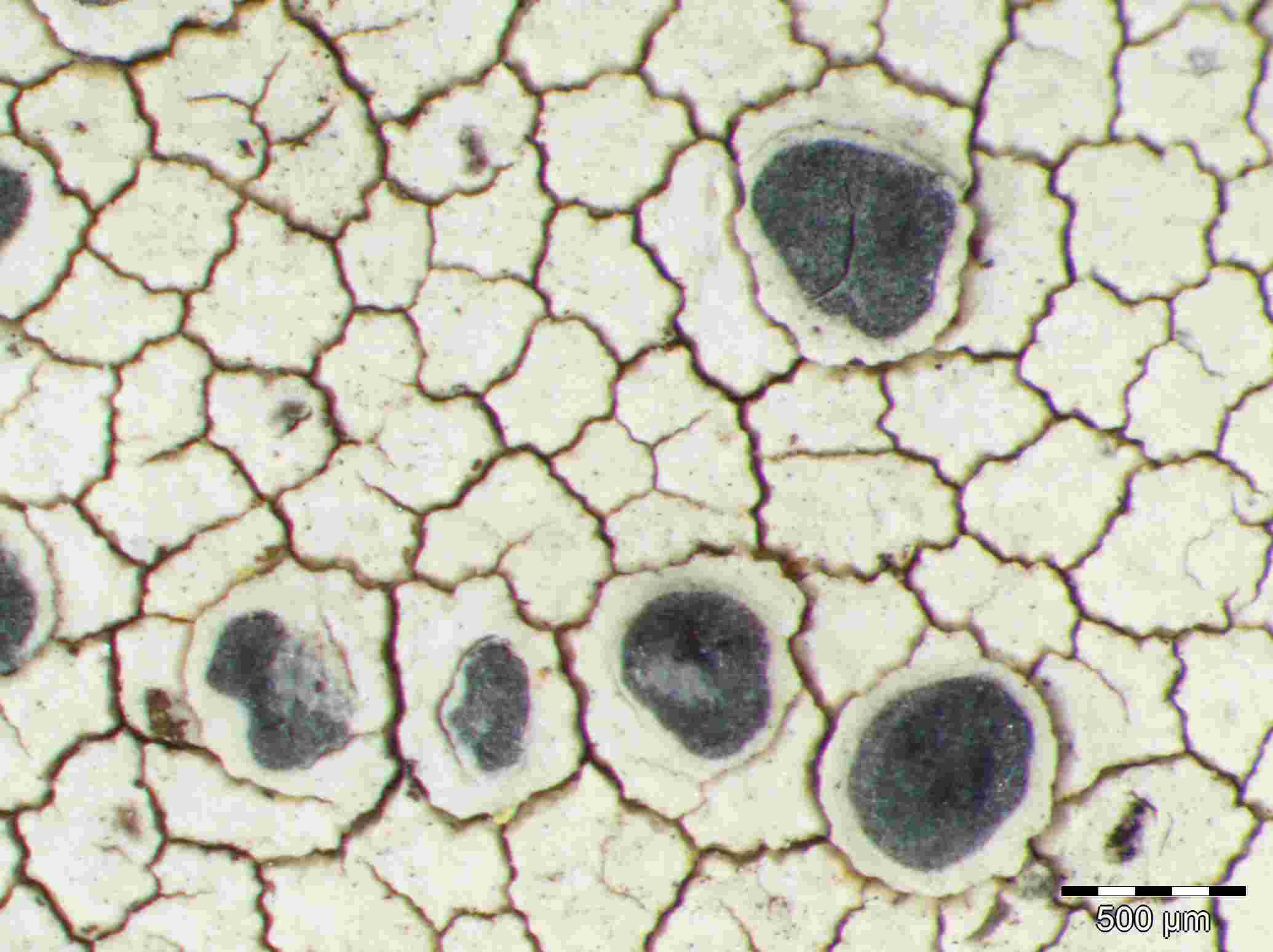 [Lecanora (YellowImmers)]