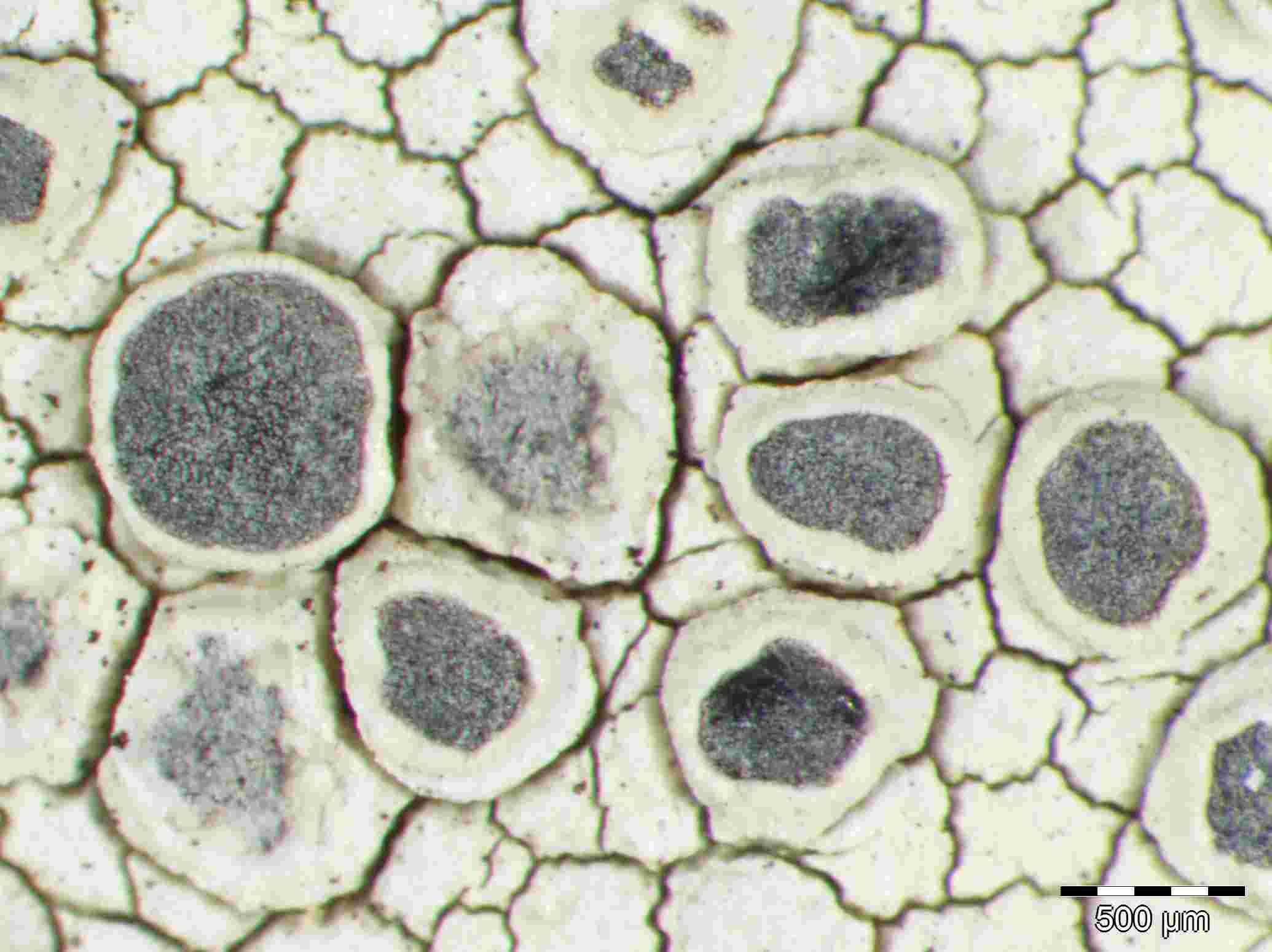 [Lecanora (YellowImmers)]