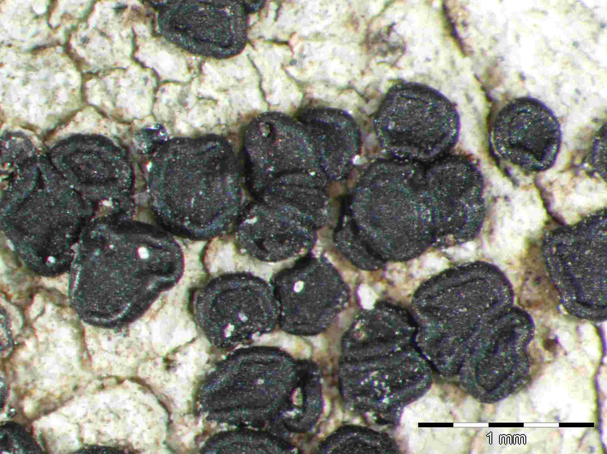 [Lecidea sp.]
