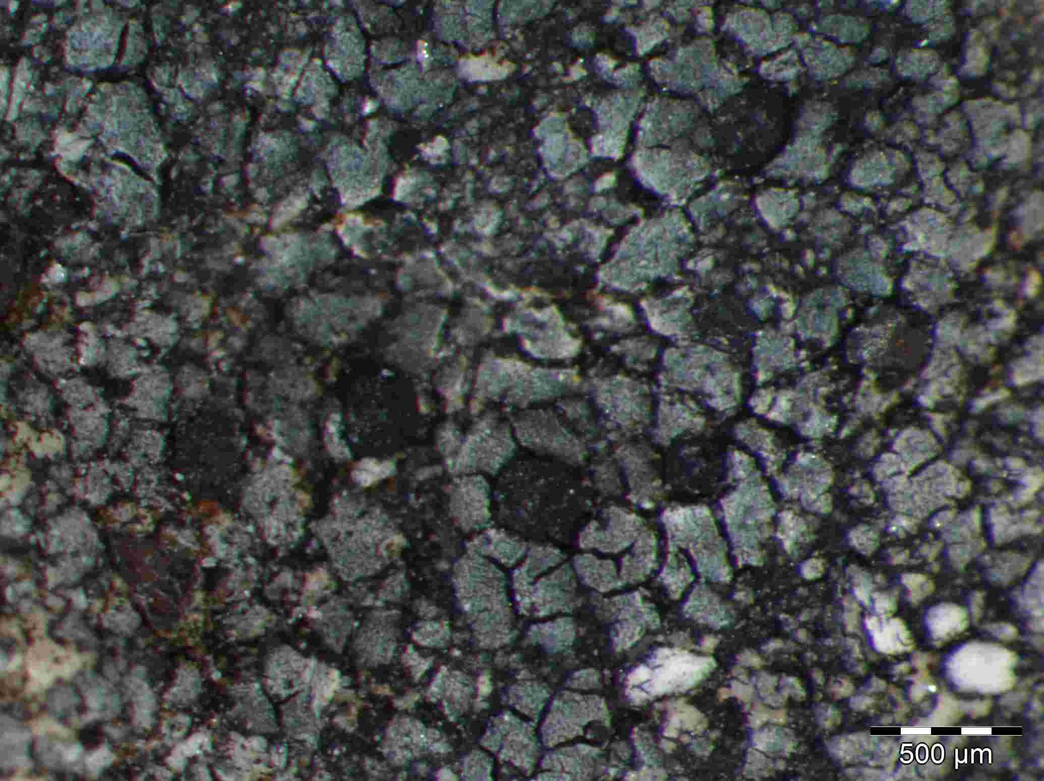 [Lecidea sp.]