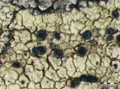 [Lecidella elaeochromoides]