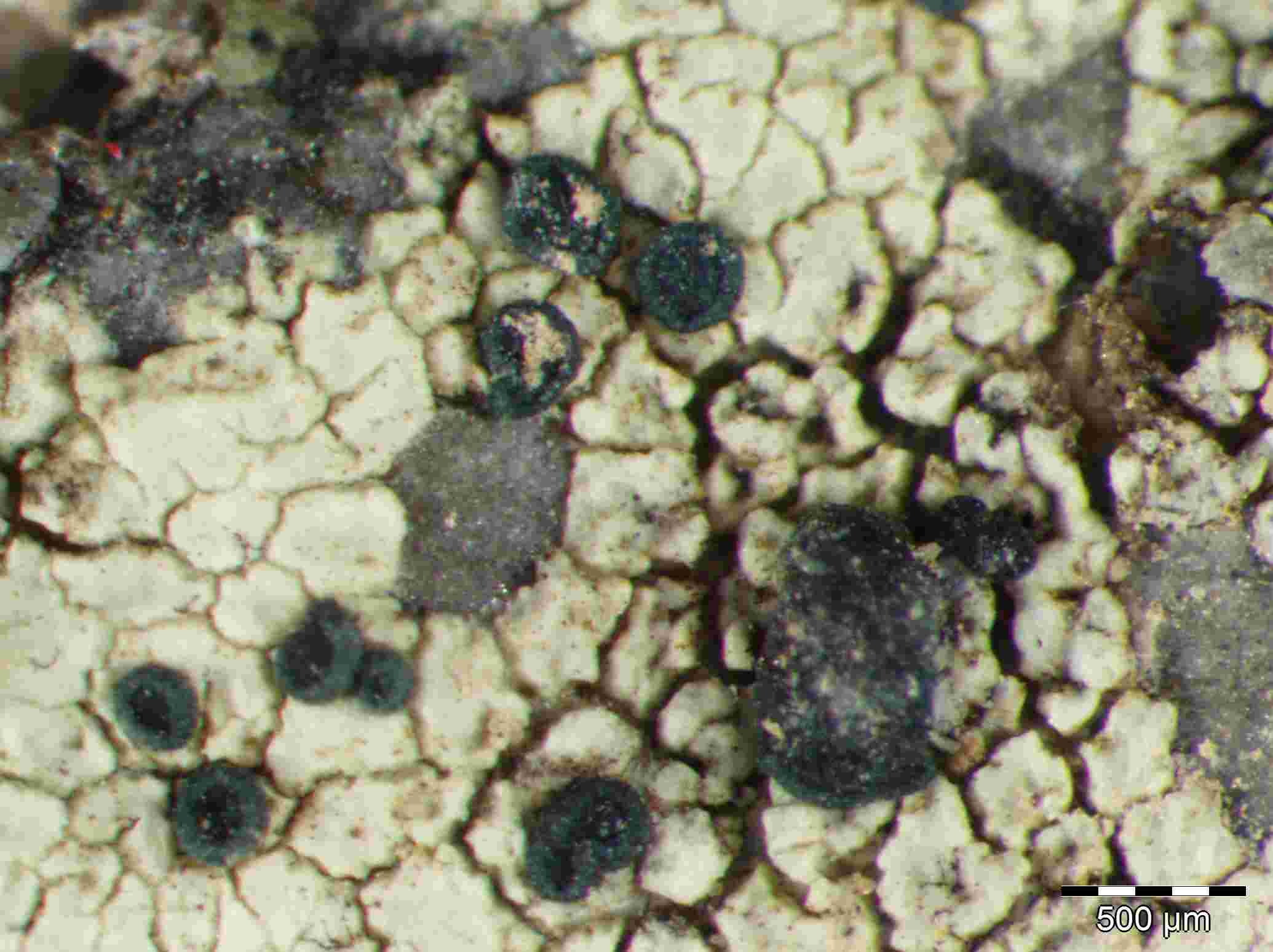 [Lecidella elaeochromoides]