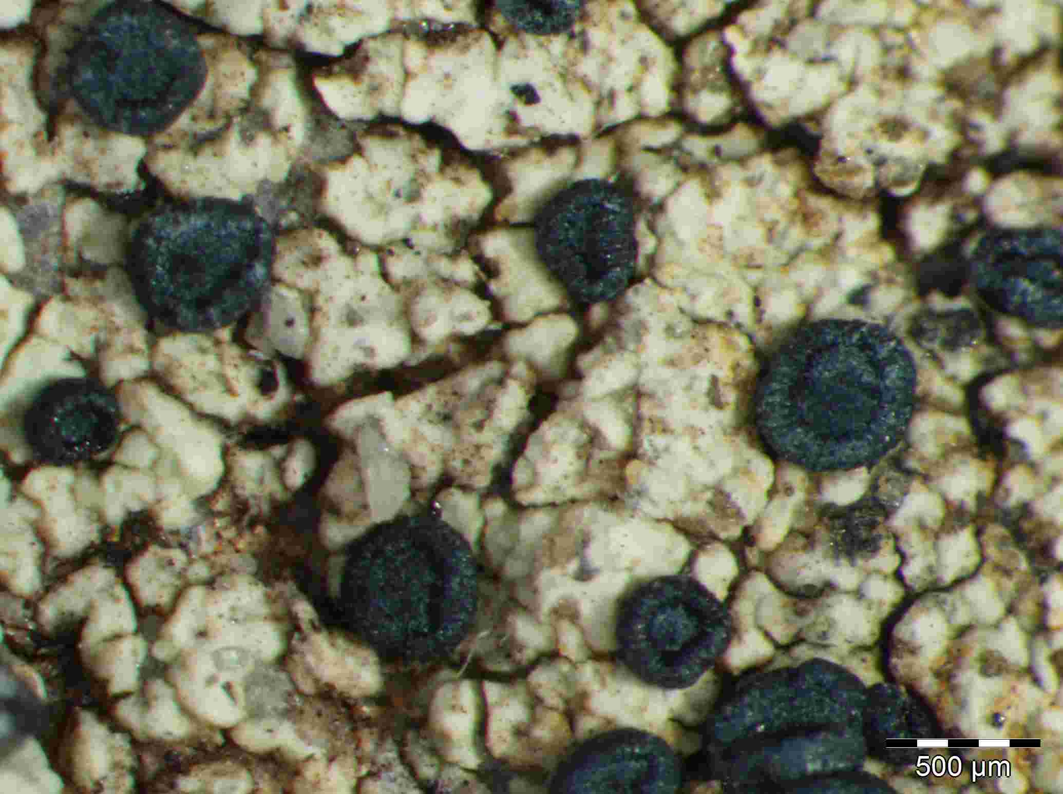 [Lecidella elaeochromoides]