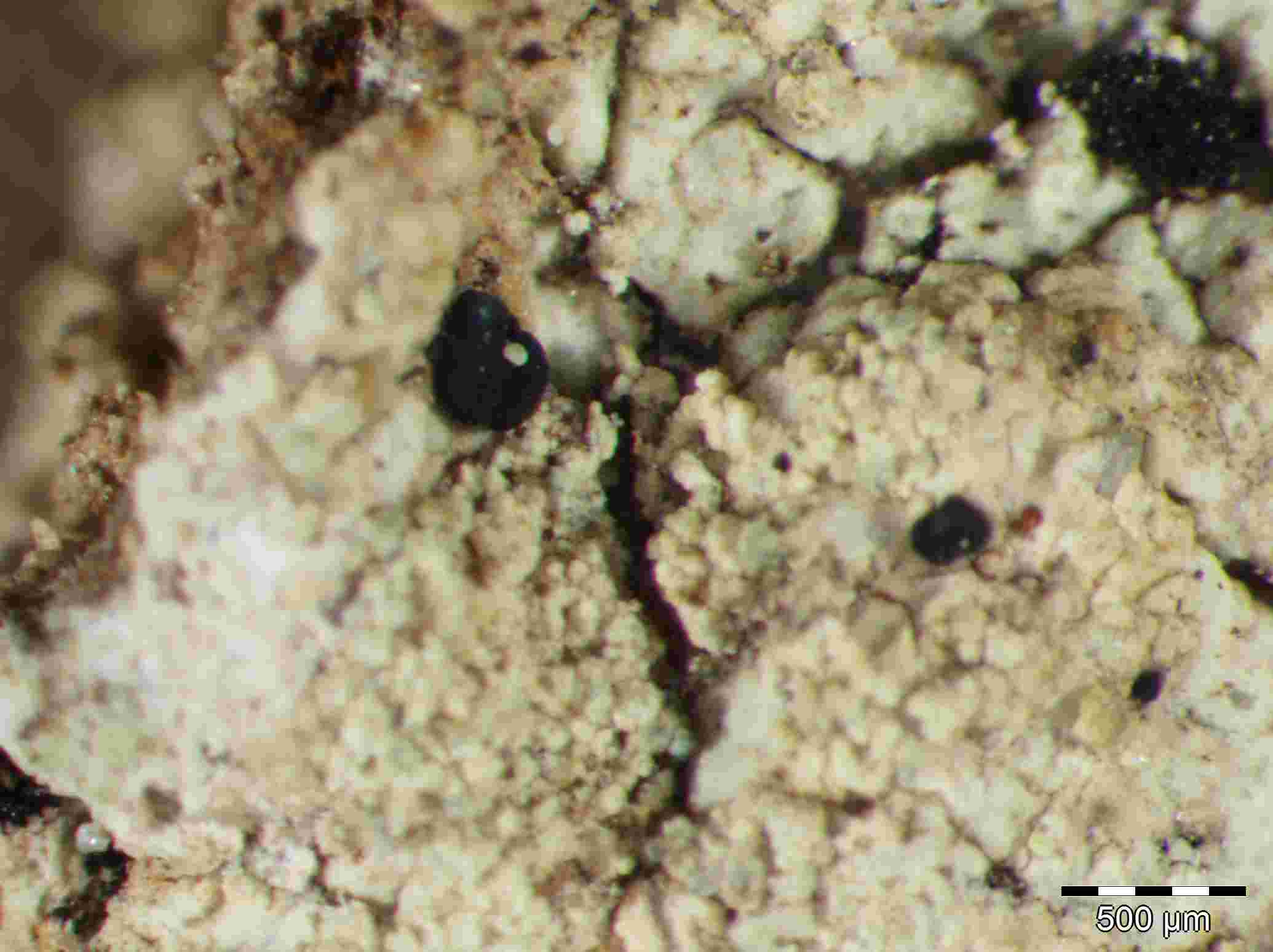 [Lecidella meiococca]