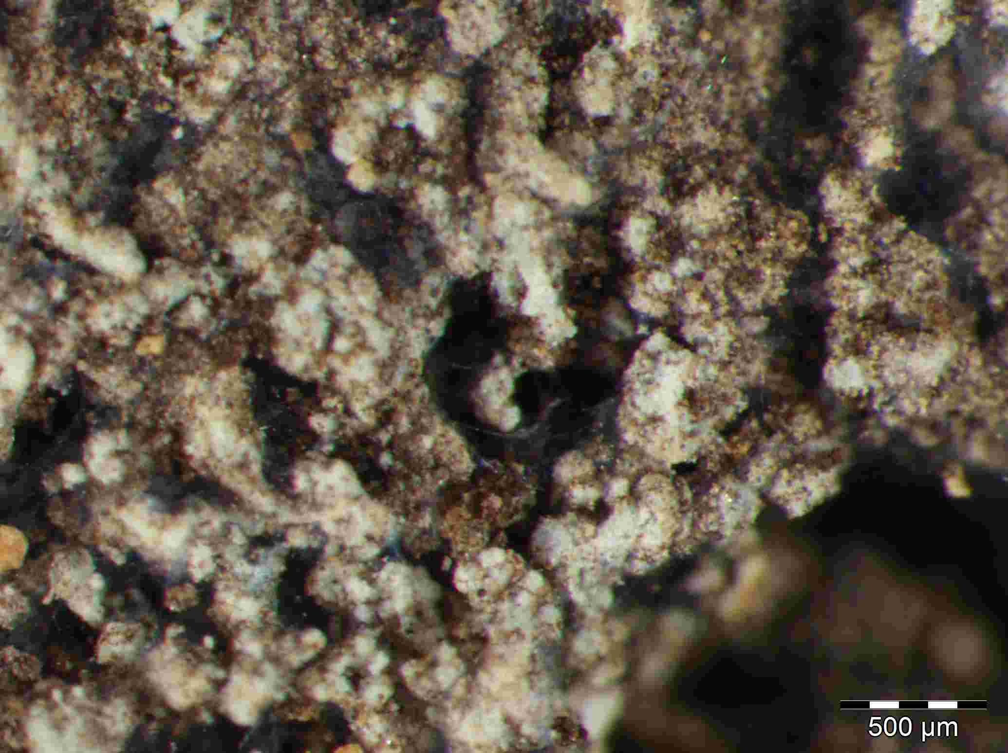 [Leprocaulon microscopicum]