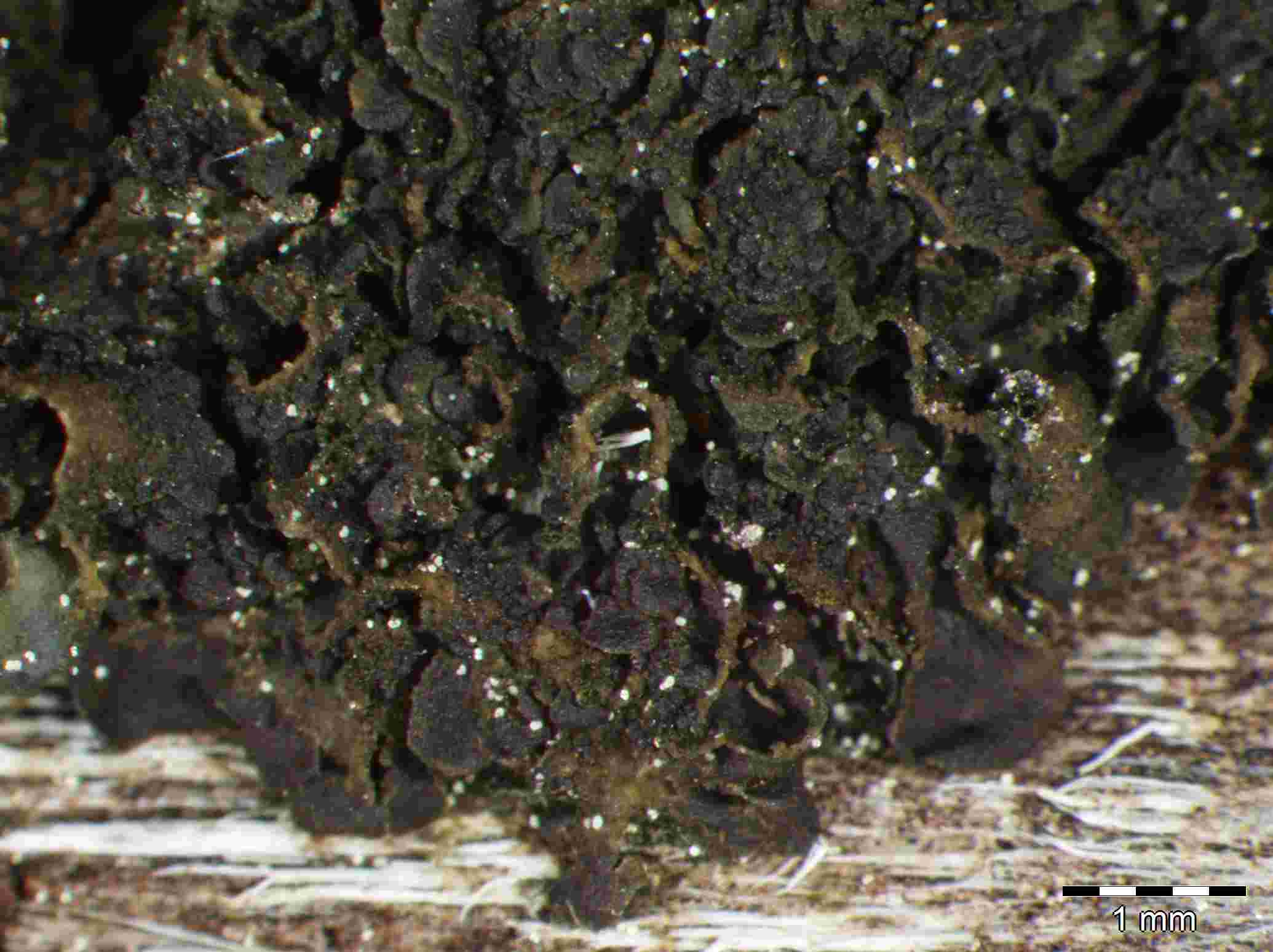 [Leptogium (minicyanescens)]