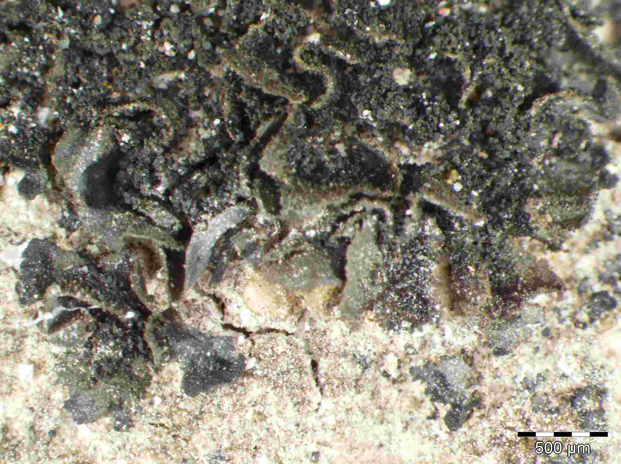 [Leptogium (minicyanescens)]