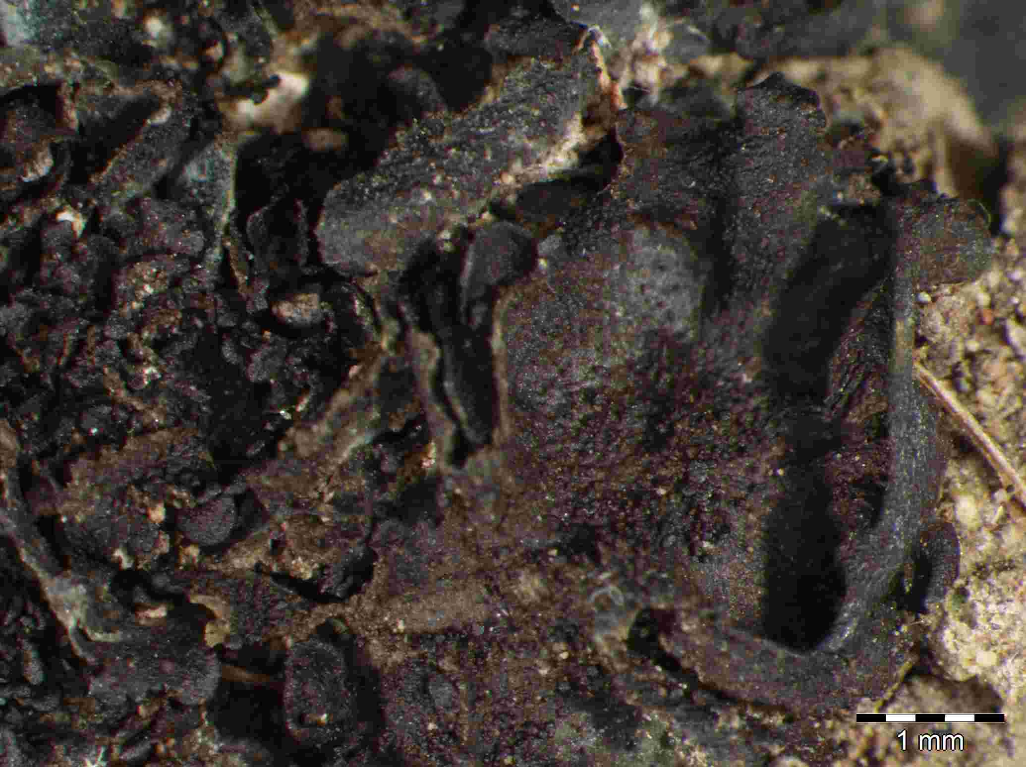 [Leptogium (minicyanescens)]