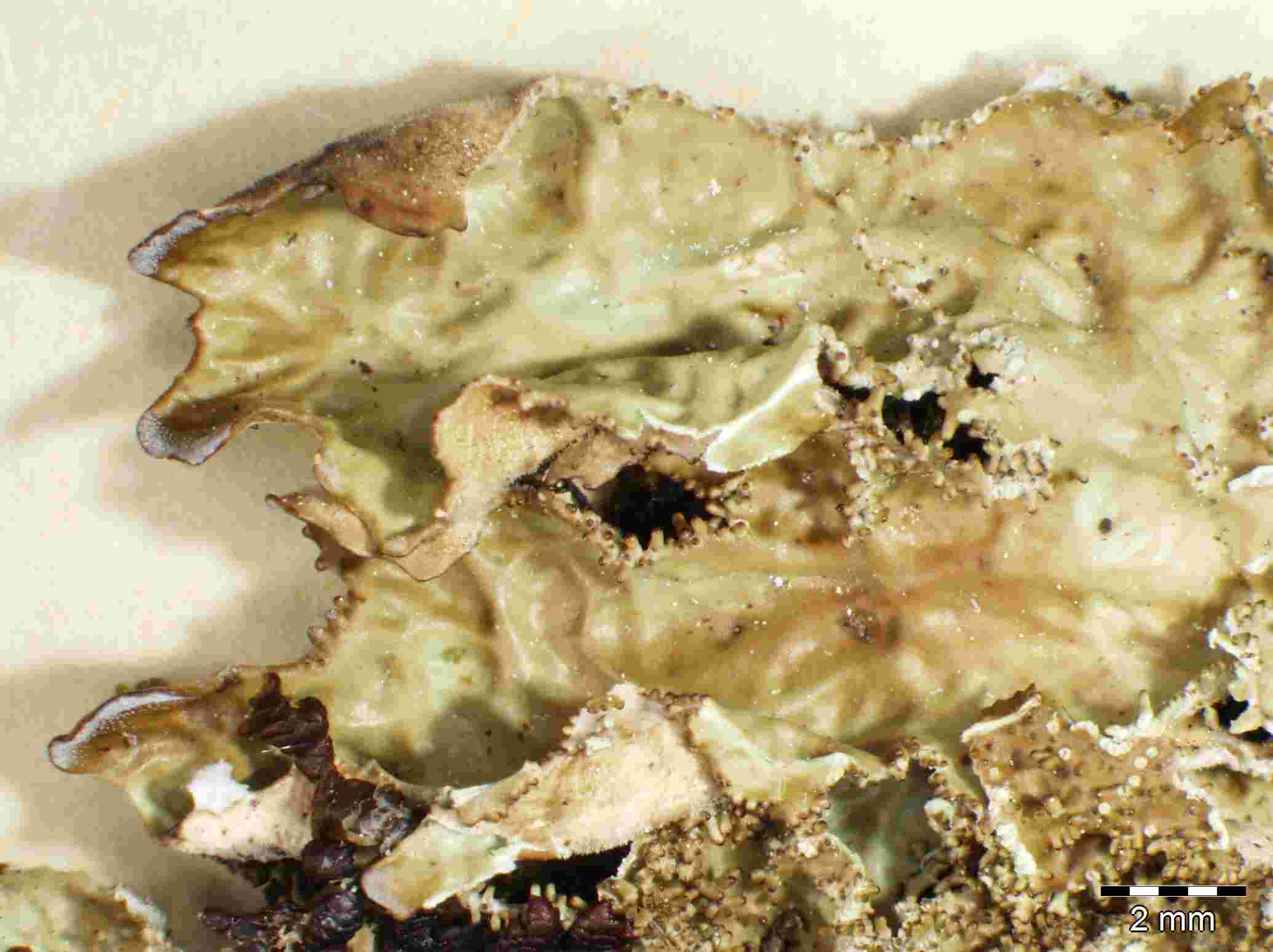 [Lobaria macaronesica]