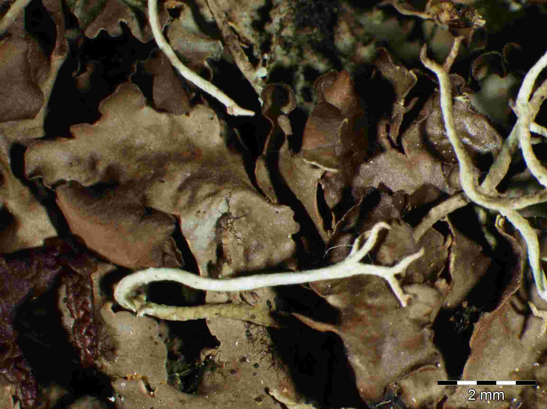 [Nephroma laevigatum]
