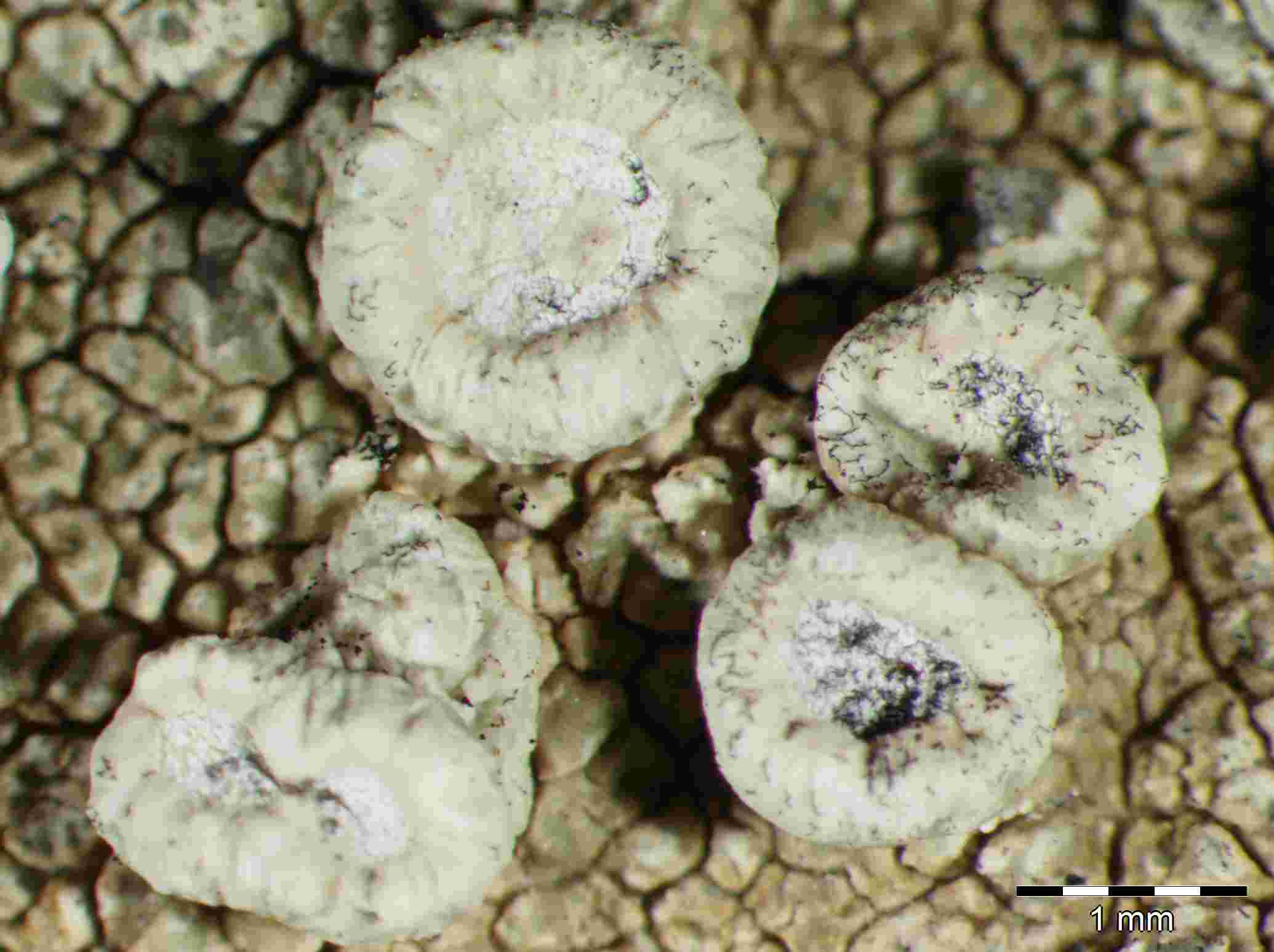 [Ochrolechia parella]
