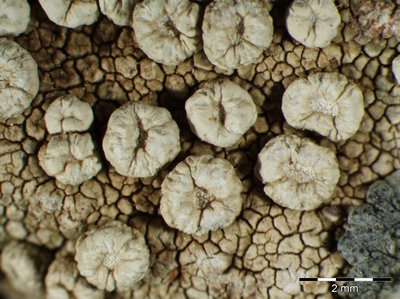 [Ochrolechia parella]