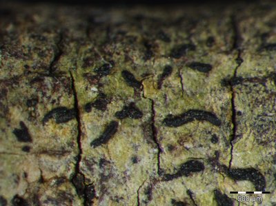 [Opegrapha vulgata]