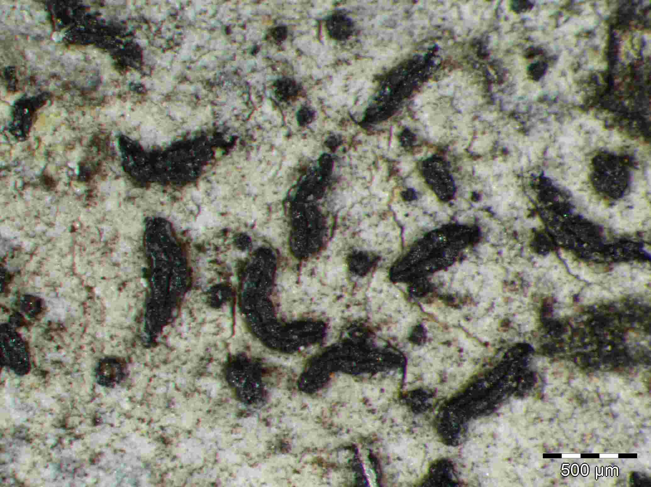 [Opegrapha vulgata]