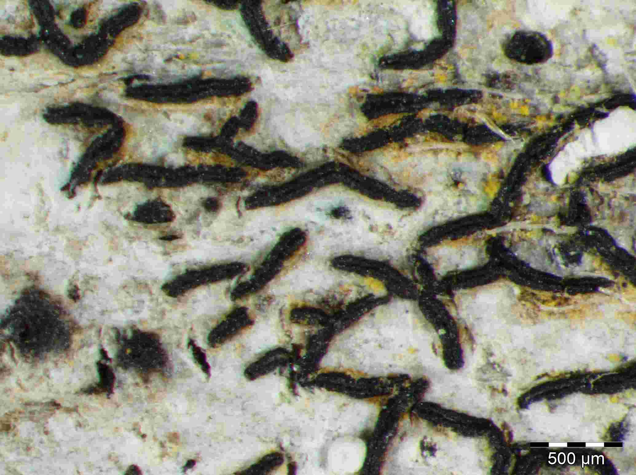 [Opegrapha vulgata]