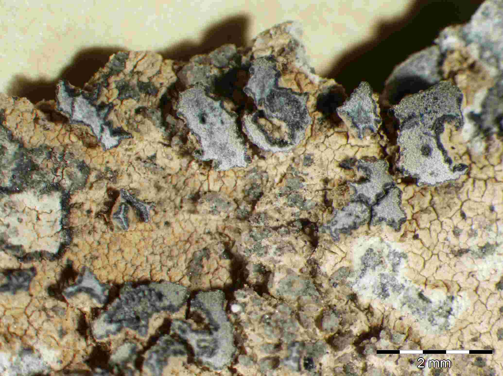 [Paralecanographa grumulosa]