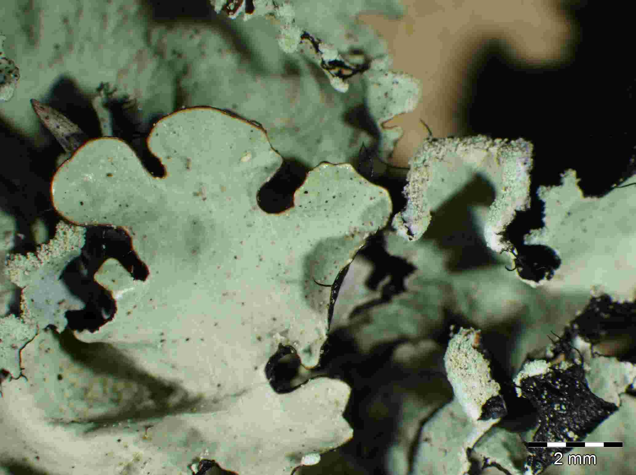 [Parmotrema perlatum]