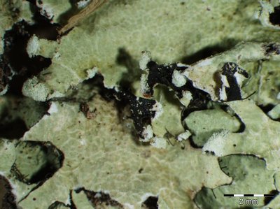 [Parmotrema reticulatum]