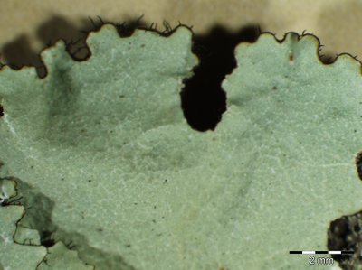 [Parmotrema reticulatum]