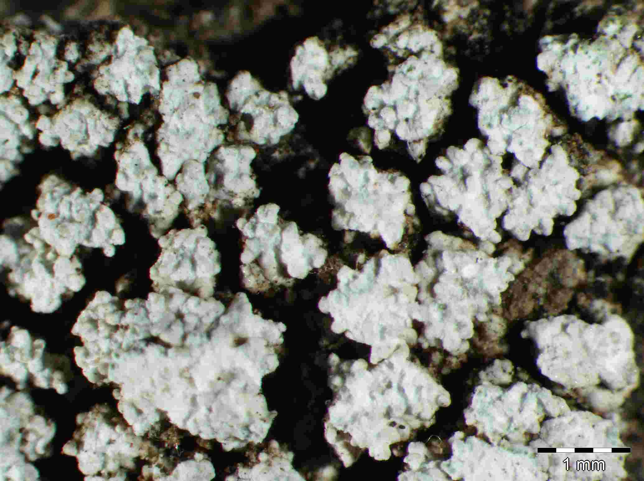 [Pertusaria amara]