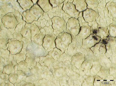 [Pertusaria heterochroa]