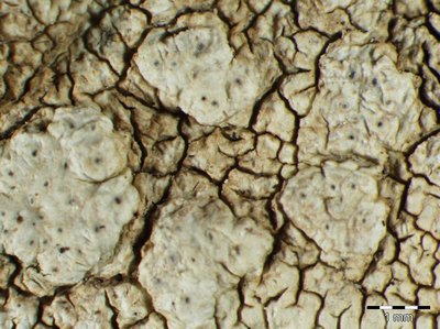 [Pertusaria pluripuncta]