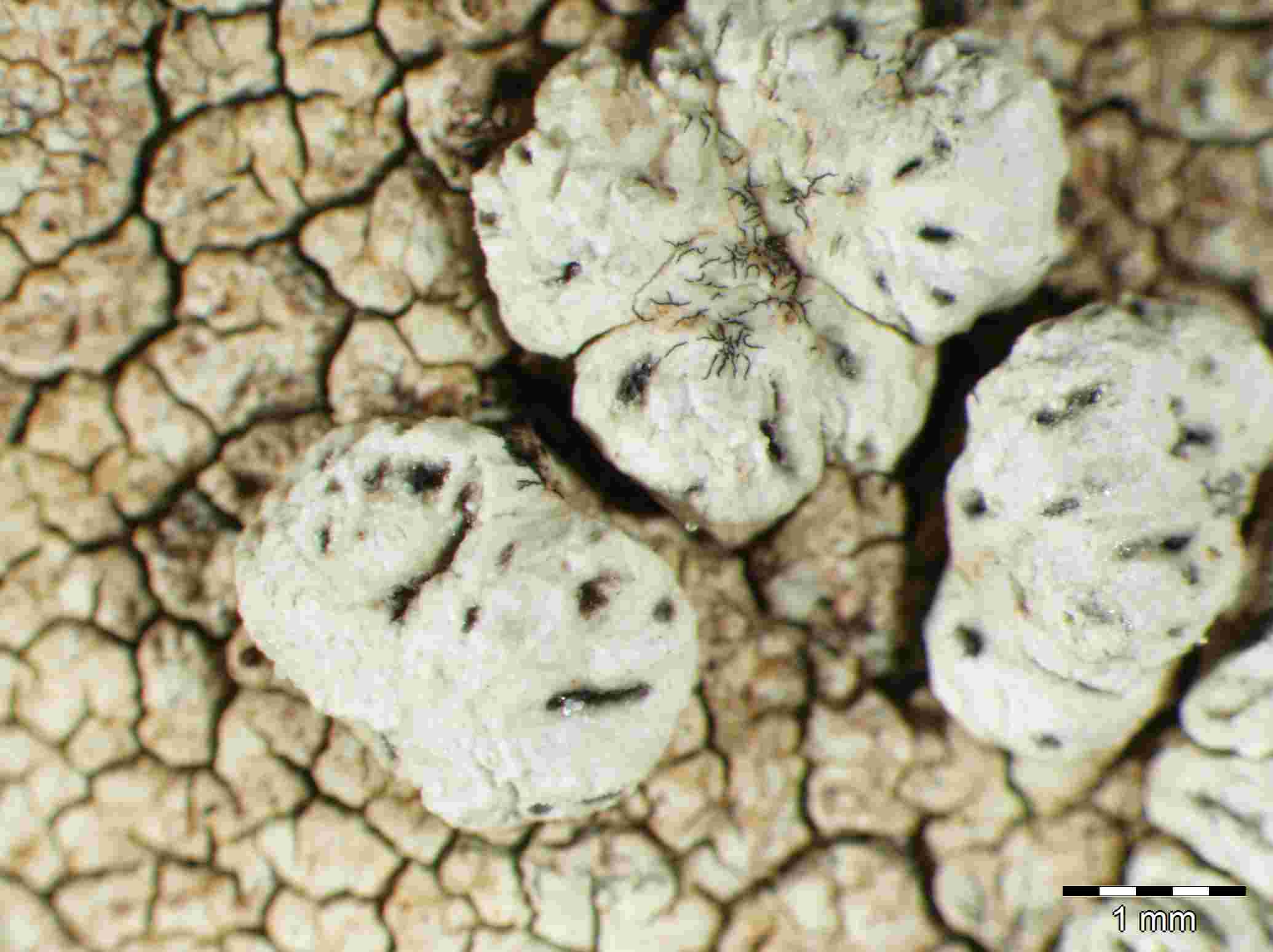 [Pertusaria pluripuncta]
