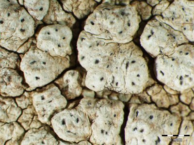 [Pertusaria pluripuncta]