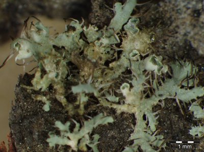 [Physcia adscendens]