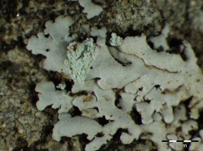 [Physcia erumpens]