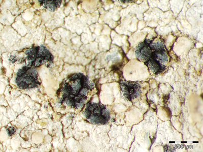 [Polysporina simplex]
