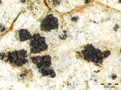 [Polysporina simplex]