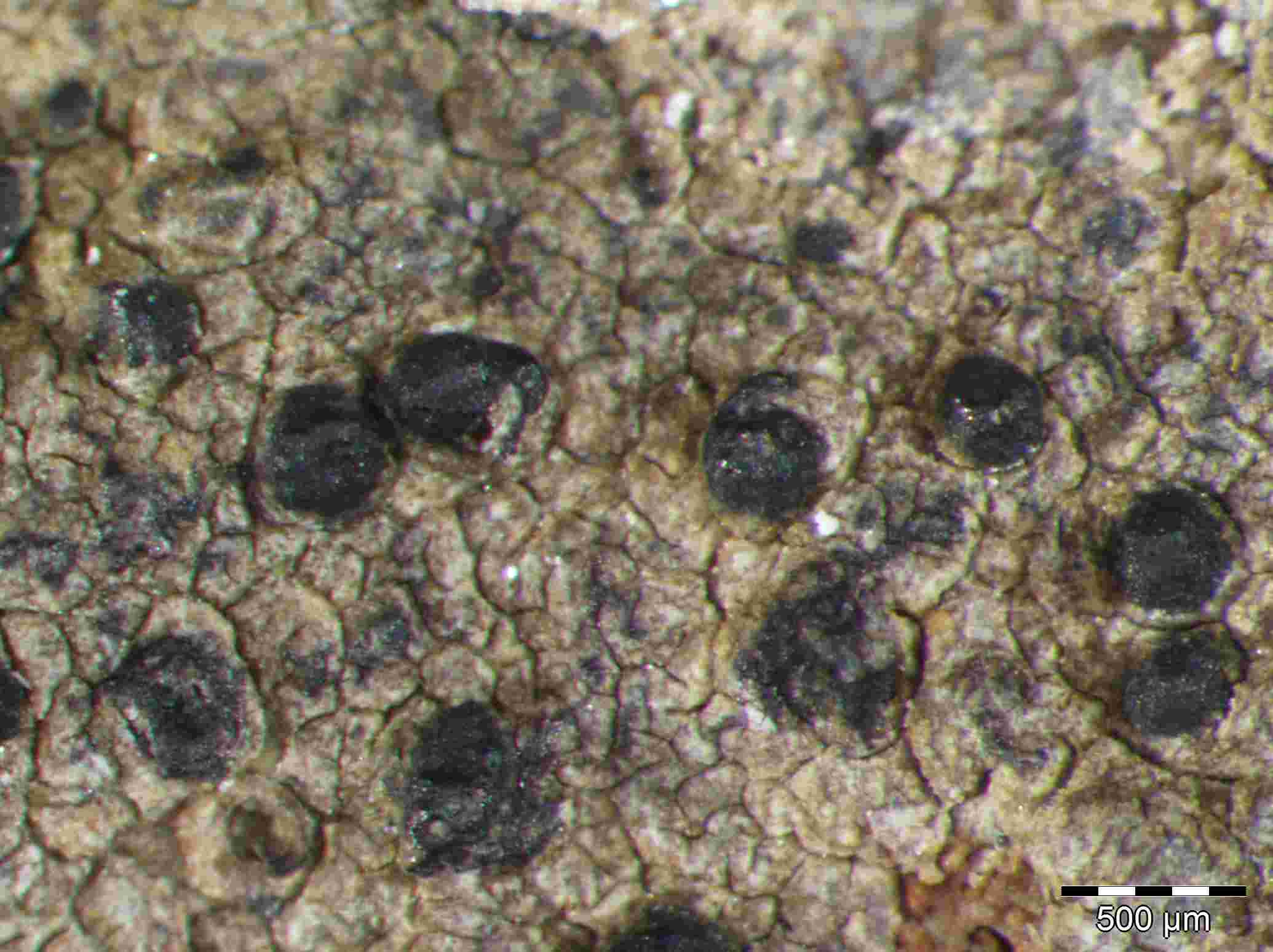 [Porina curnowii]