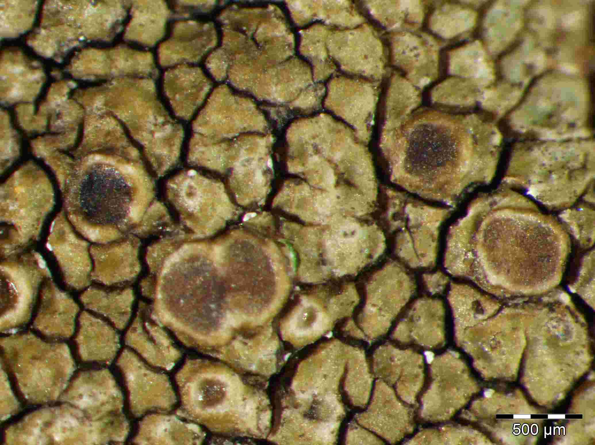 [Protoparmelia montagnei]