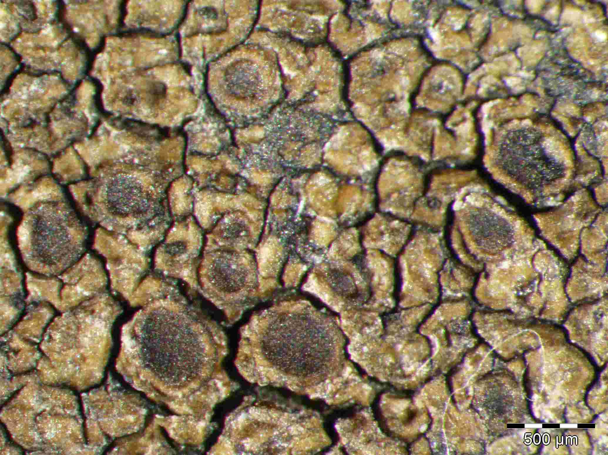 [Protoparmelia montagnei]