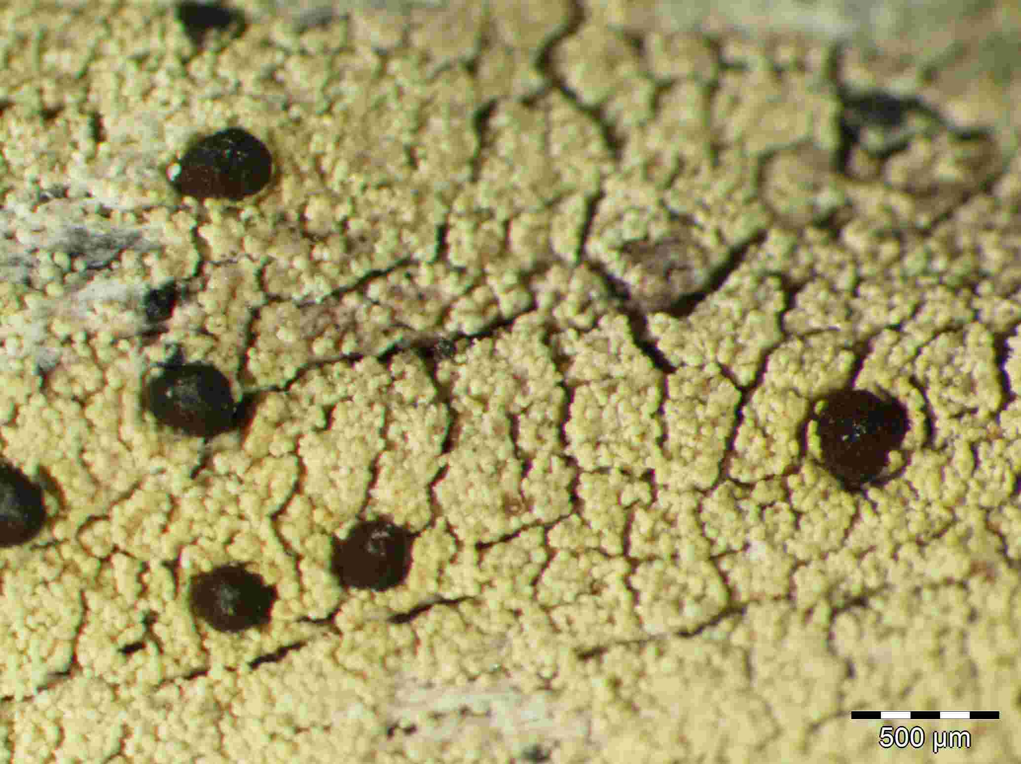 [Pyrrhospora quernea]