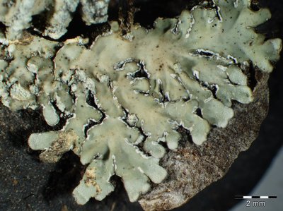 [Pyxine sorediata]