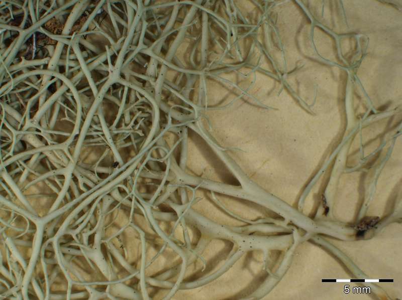 [Ramalina chondrina]