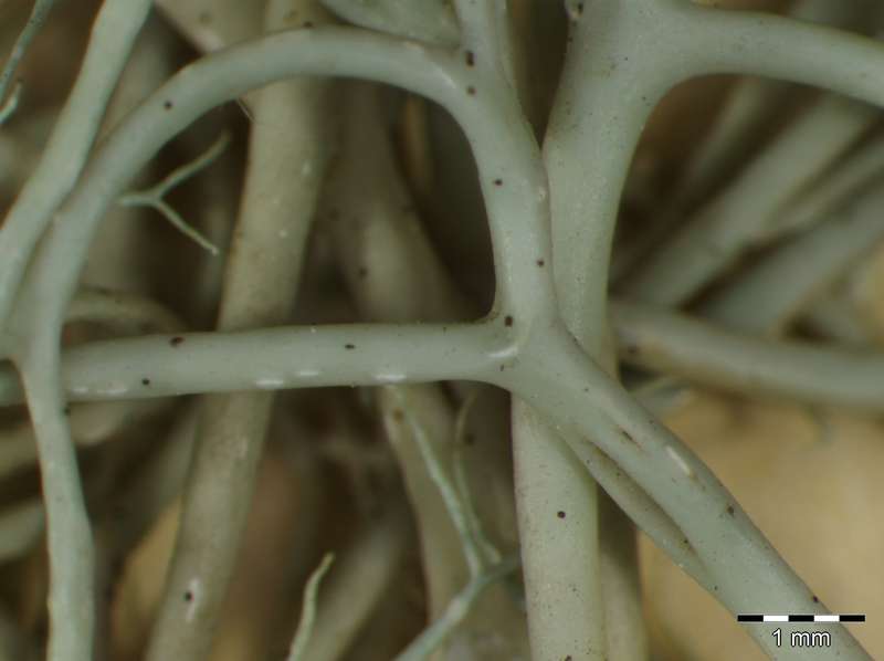 [Ramalina chondrina]