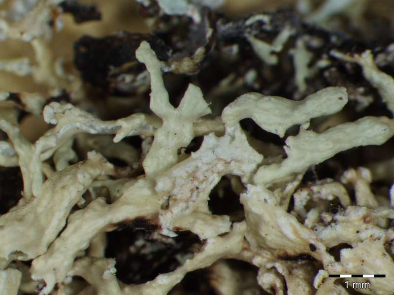 [Ramalina confertula]