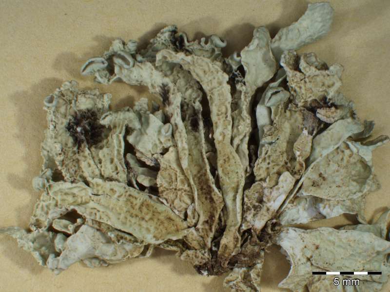 [Ramalina tingitana]