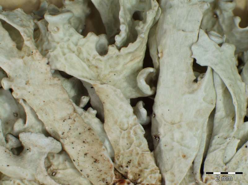 [Ramalina cf. decipiens]
