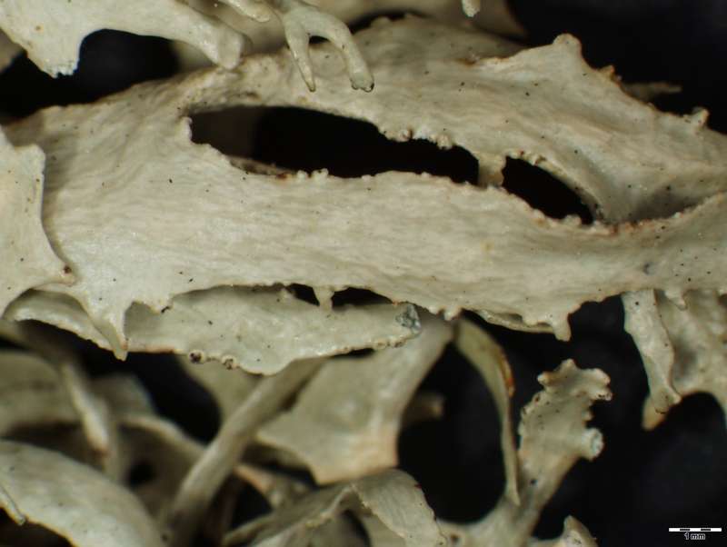 [Ramalina decipiens]