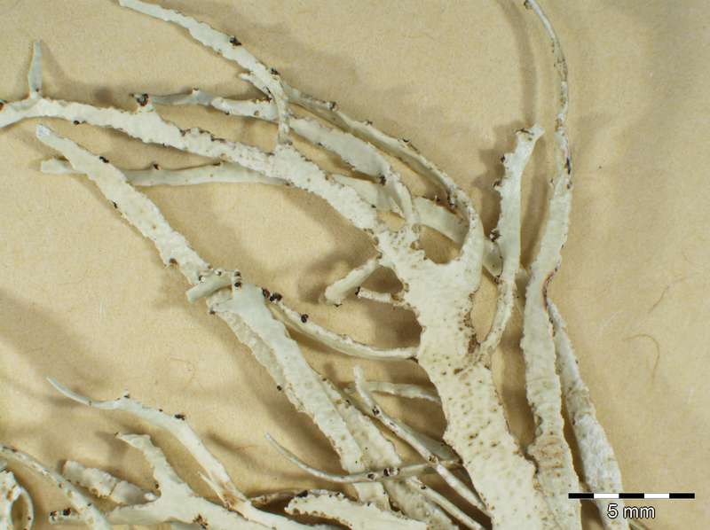 [Ramalina decipiens]