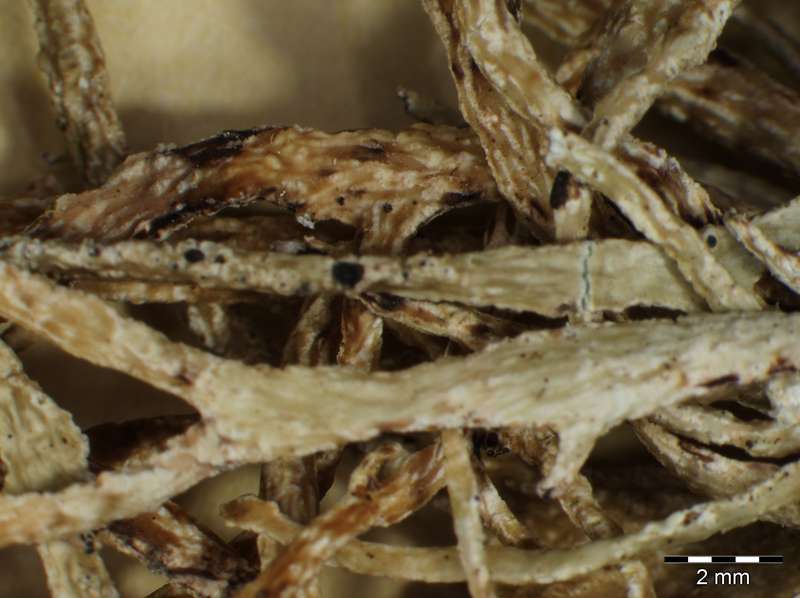 [Ramalina decipiens]