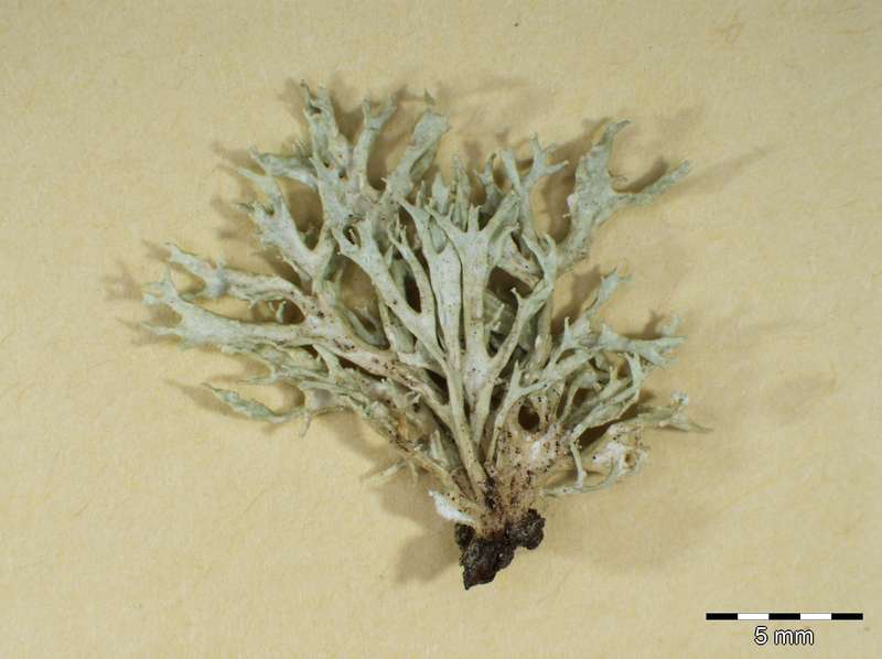 [Ramalina fastigiata]