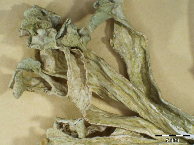 [Ramalina huei]