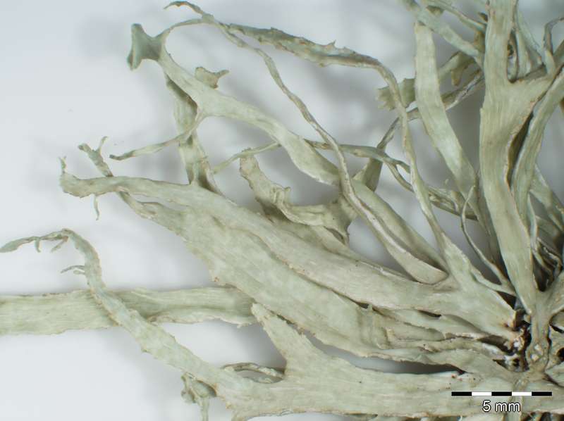 [Ramalina huei]