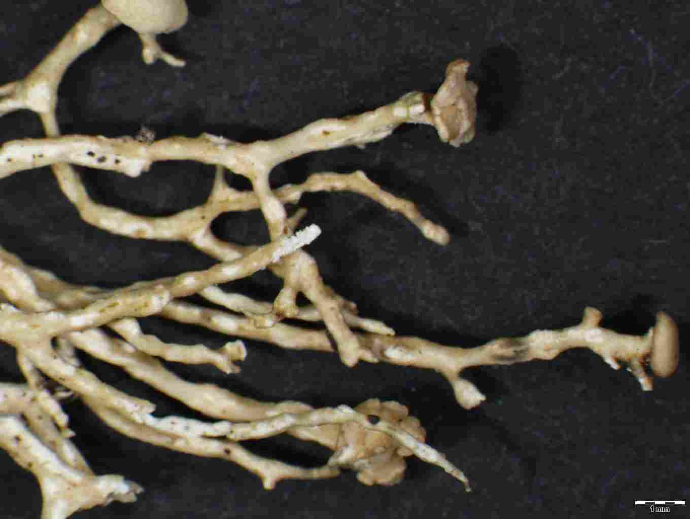 [Ramalina jamesii]