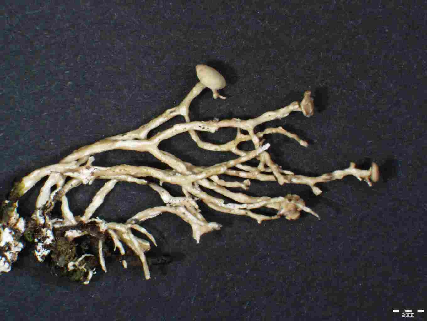 [Ramalina jamesii]